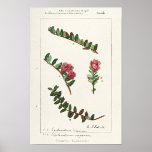 アメリカクランベリー(Vaccinium Macrocarpon) ポスター