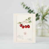 アメリカクランベリー(Vaccinium macrocarpon) ポストカード (スタンド正面)