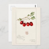 アメリカクランベリー(Vaccinium macrocarpon) ポストカード (正面/裏面)