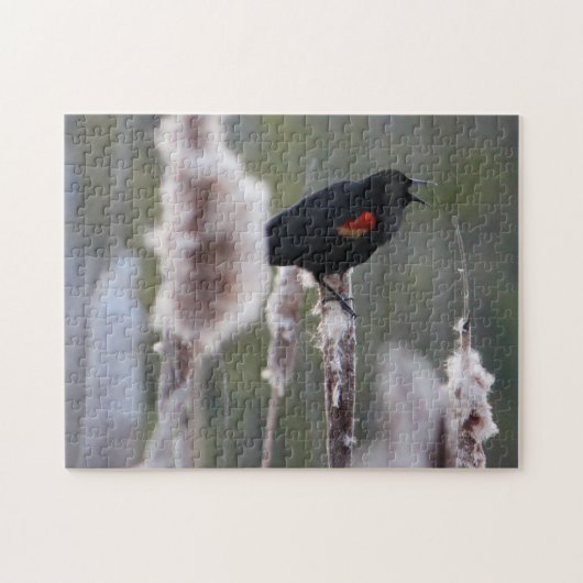 アメリカクロウタドリ (Agelaius phoeniceus) ジグソーパズル (横)