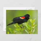 アメリカクロウタドリ（Agelaius phoeniceus） ポストカード (正面/裏面)