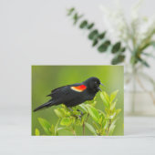 アメリカクロウタドリ（Agelaius phoeniceus） ポストカード (スタンド正面)