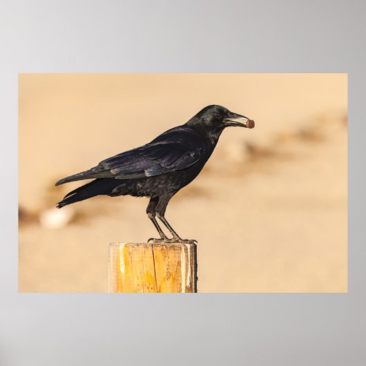 アメリカクロウ ポスター (正面)