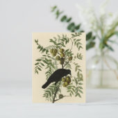 アメリカクロウ ポストカード (スタンド正面)