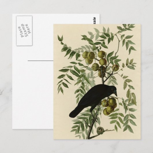 アメリカクロウ ポストカード (正面/裏面)