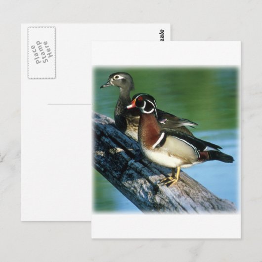 アメリカクロクシ ポストカード (正面/裏面)