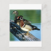 アメリカクロクシ ポストカード (正面)