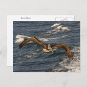 アメリカクロペリカンのポストカード ポストカード (正面/裏面)