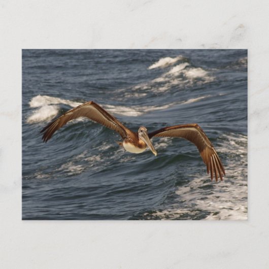 アメリカクロペリカンのポストカード ポストカード (正面)