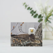 アメリカクロワシラガの卵を温める ポストカード (スタンド正面)