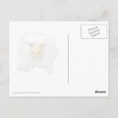 アメリカクロワシラガの卵を温める ポストカード (裏面)