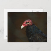 アメリカクロワシラセキドリ ポストカード (正面/裏面)