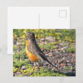 アメリカコマツグミの鳥の写真ポストカード ポストカード (正面/裏面)