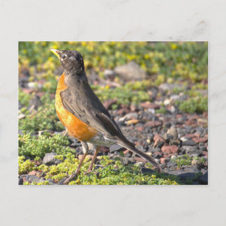 アメリカコマツグミの鳥の写真ポストカード ポストカード