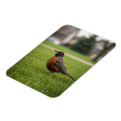アメリカコマツグミ マグネット (左側)