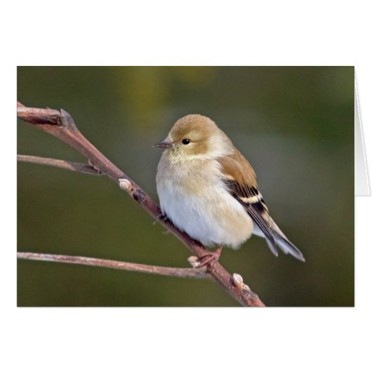 アメリカゴールドフィンチ (正面横)