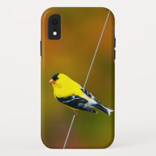 アメリカゴールドフィンチ - オリジナル写真 iPhone XRケース