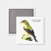 アメリカゴールドフィンチ マグネット (正面/裏面)