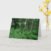 アメリカシラカンバの木およびシダのシャーウッド森 カード (黄色い花)