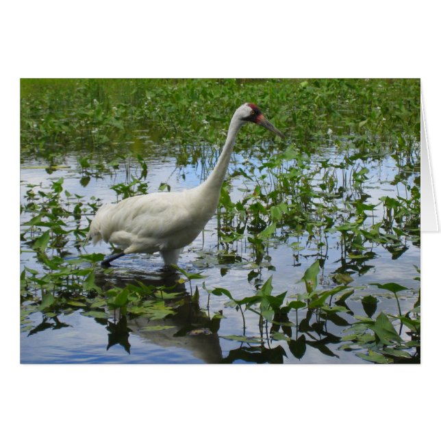 アメリカシロヅルの狩り (正面横)