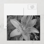 アメリカタイガーリリー ポストカード (正面/裏面)