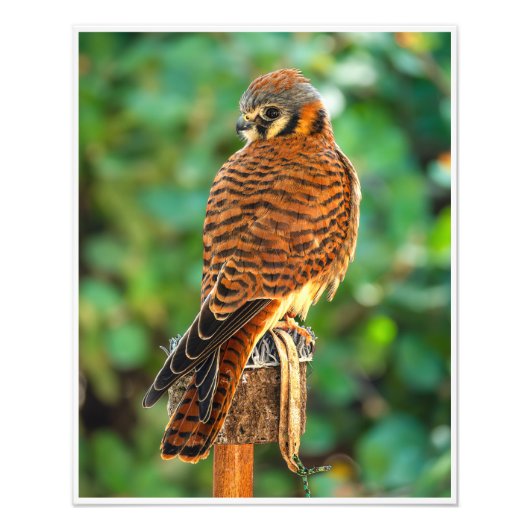 アメリカチョウゲンボウの止まり木 – 野鳥の猛禽写真 フォトプリント (正面)