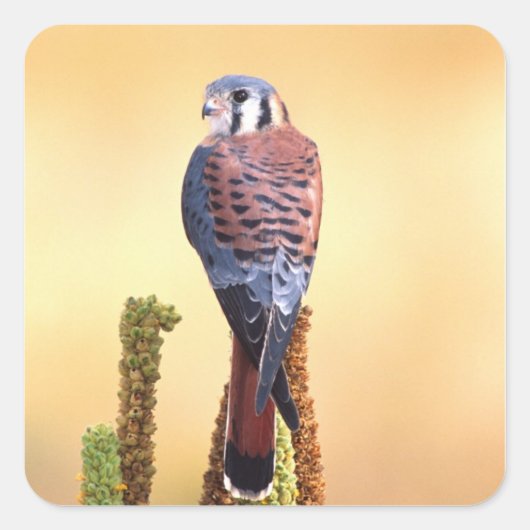 アメリカチョウゲンボウ, Falco sparverius, アメリカおよびカナダ原産 スクエアシール (正面)
