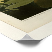 アメリカハクチョウ ポスター (角)