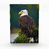 アメリカハクトウワシの止まり木 フォトブロック (正面)
