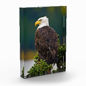 アメリカハクトウワシの止まり木 フォトブロック (左)