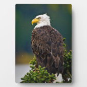 アメリカハクトウワシの止まり木 フォトプラーク (正面)