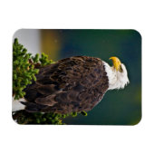 アメリカハクトウワシの止まり木 マグネット (横)