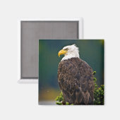 アメリカハクトウワシの止まり木 マグネット (正面/裏面)