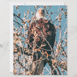 アメリカハクトウワシ