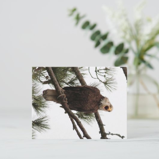 アメリカハゲの葉書 ポストカード (スタンド正面)