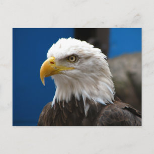 アメリカハゲワシはがき ポストカード