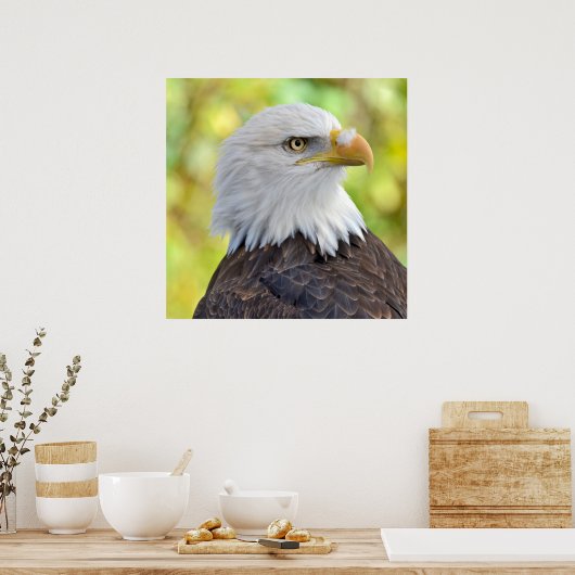 アメリカハゲワシ ポスター (キッチン)