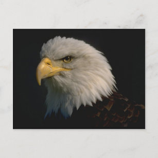アメリカハゲワシ ポストカード