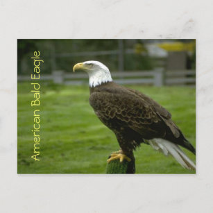 アメリカハゲワシ ポストカード
