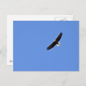 アメリカハゲワシ ポストカード (正面/裏面)