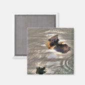 アメリカハゲ飛んでいるワシ海 マグネット (正面/裏面)