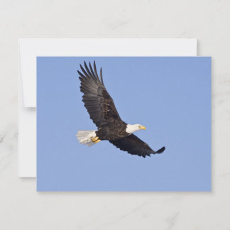 アメリカハゲ
