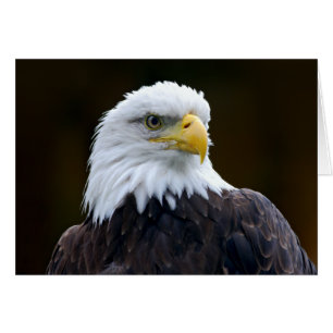 アメリカハゲ