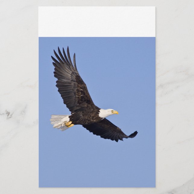 アメリカハゲ (正面)