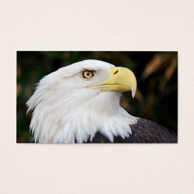 アメリカハゲ (正面)