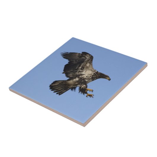 アメリカハゲ・イーグル野生動物タイル タイル (側面)