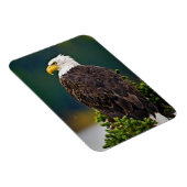 アメリカハゲ・イーグル マグネット (右側)