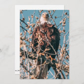 アメリカハゲ シーズンカード (正面/裏面)