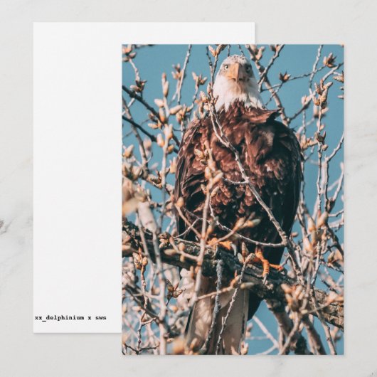 アメリカハゲ シーズンカード (正面/裏面)