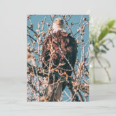 アメリカハゲ シーズンカード (スタンド正面)